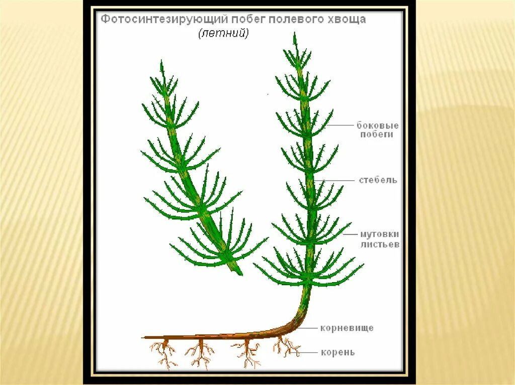 Хвощ полевой корневище. Спороносный побег хвоща. Клубеньки хвоща. Хвощи и плауны строение. Спороносный побег хвоща.