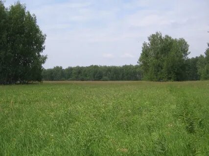 Погода в высокая грива