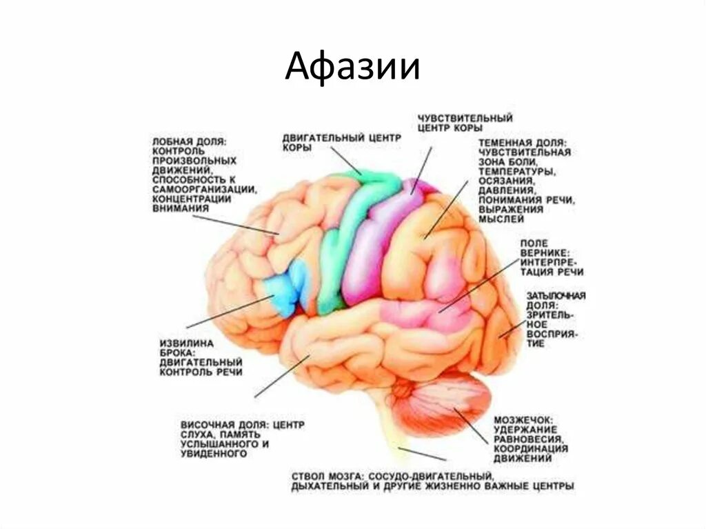 Теменная область поражения. Локализация функций в коре головного мозга анатомия. Локализация функций в коре полушарий мозга. Локализация двигательных функций в коре головного мозга.