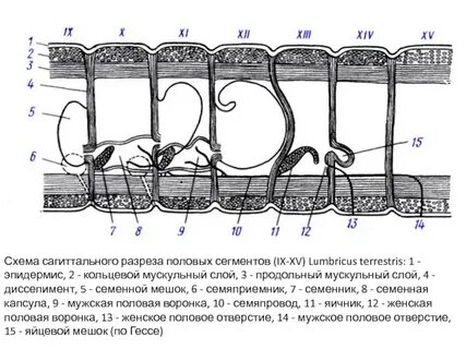 Схема в разрезе