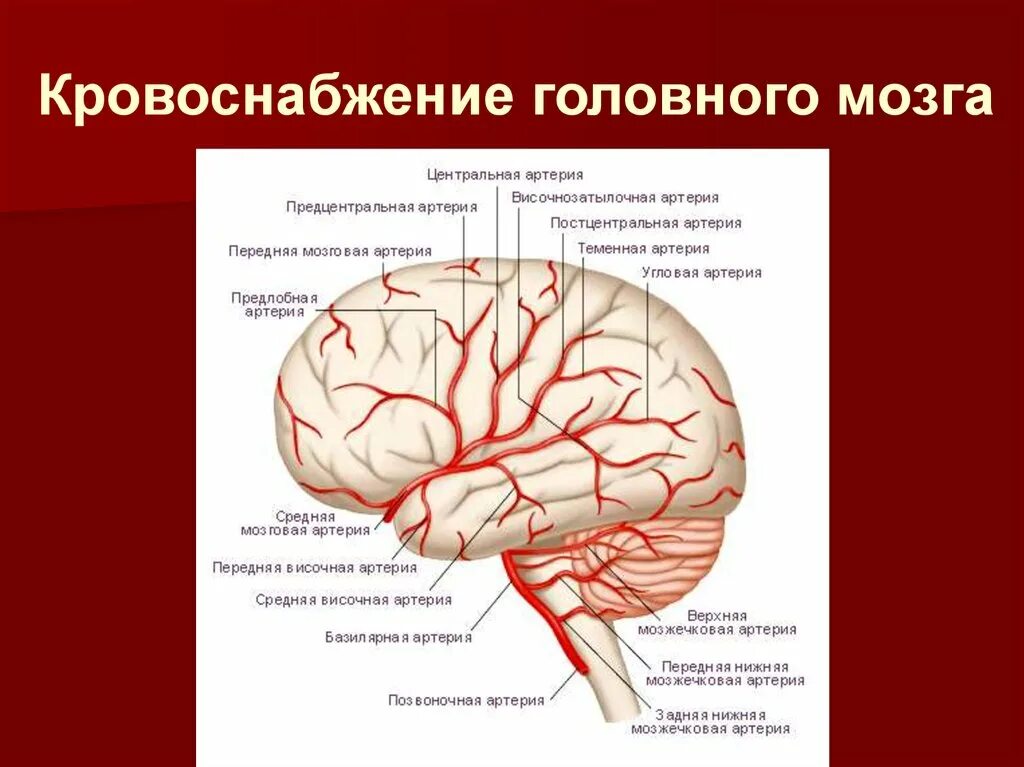 Имеет крови мозга и. Кровоснабжение мозговых артерий. Зона кровоснабжения средней мозговой артерии. Зона кровоснабжения правой средней мозговой артерии. Кровоснабжение ноловногомозга.