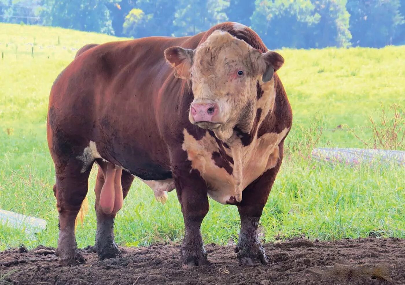 иберийская порода быков. азиатские быки гауры. блэк ангус бык. салерс порода крс. иберийская порода быков.