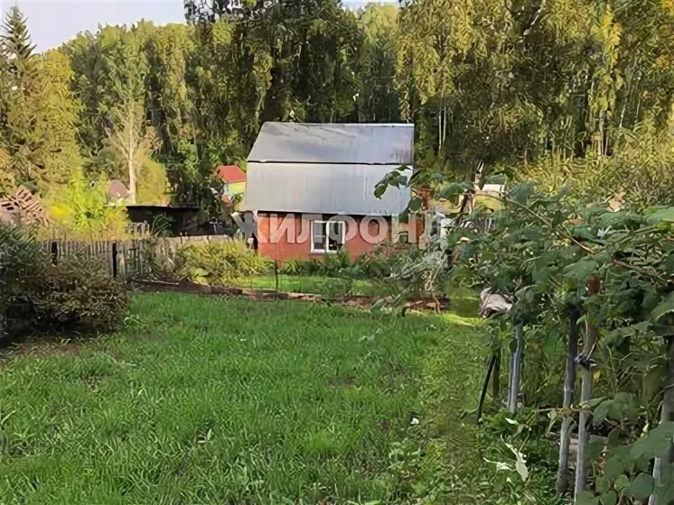 Снт новосибирск. Золотая горка новосибирск. Дача в новосибирске. Снт волна новосибирск матвеевка. Дачи на золотой горке в новосибирске.