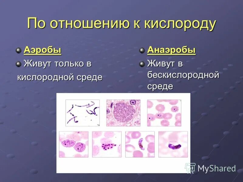 Бактерии в бескислородной среде. Организм обитающий в бескислородной среде. Организмы живущие в кислородной среде. Какие организмы живут в бескислородной среде. Отношение к кислороду аэробы и анаэробы.