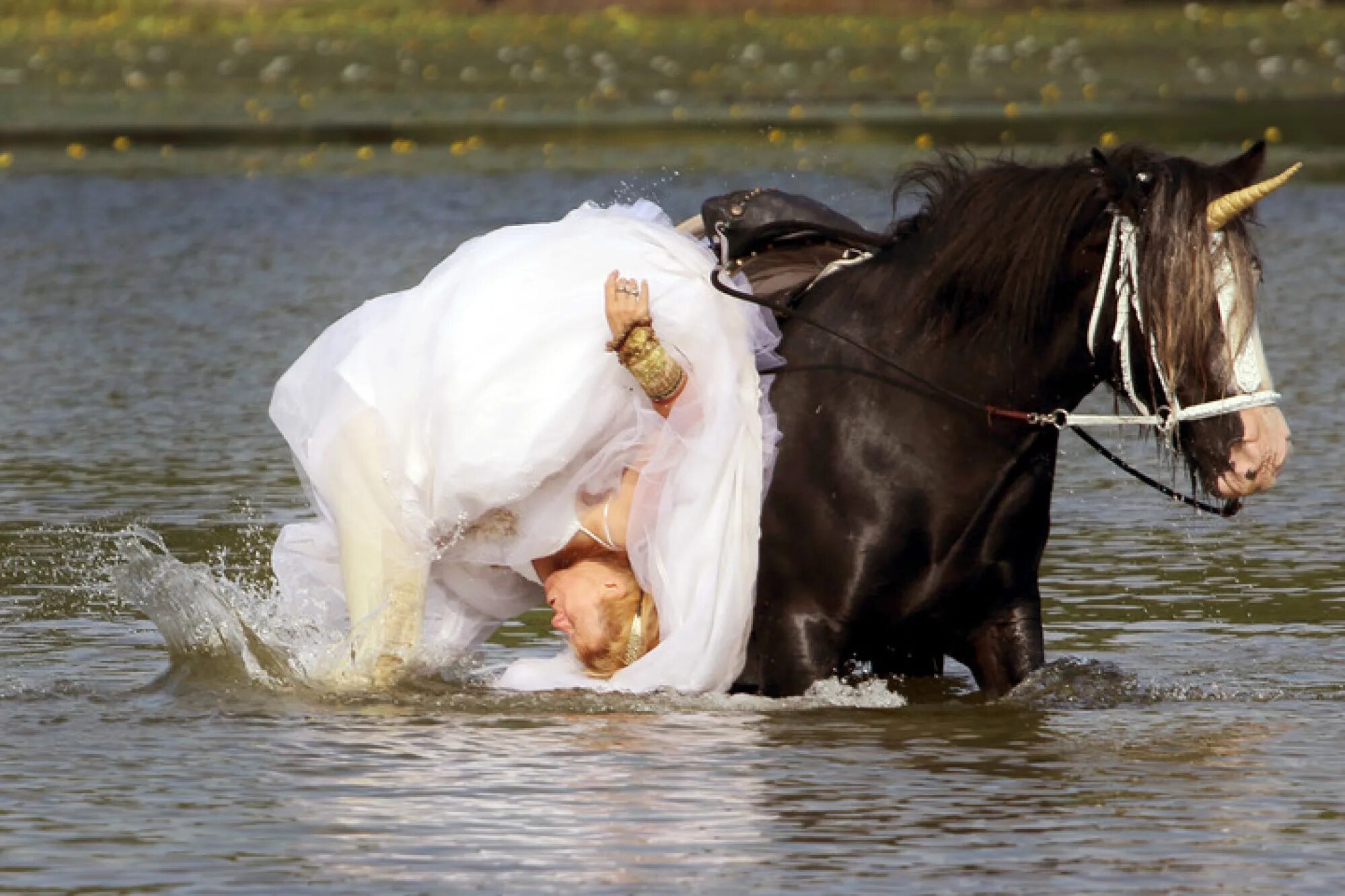 Жених и невеста на лошадях. Невеста на лошади. Фотосессия свадьба на лошадях. Смешная лошадь. Конь жених