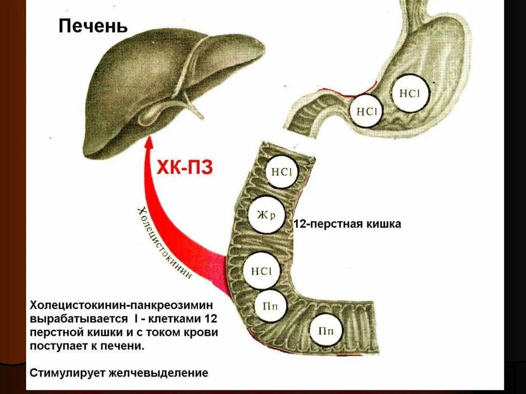 Печень 12 перстной кишки. Фермент 12 ти перстной кишки. Пищеварительный сок в 12 перстной кишки. Пищеварительные ферменты 12 перстной кишки. Пищеварение в 12-ти перстной.