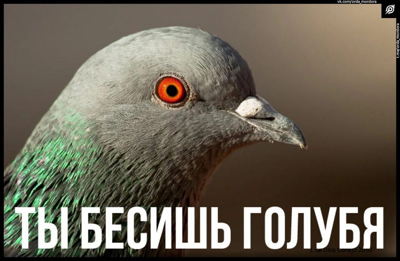 злые голуби текст. злые голуби текст. злые голуби оксимирон. кровосток обложки альбомов. голубь мем.