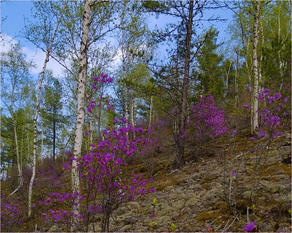 Багульник на сопках. Багульник Даурский. Багульник Забайкальский. Багульник в тайге. Песня где то багульник