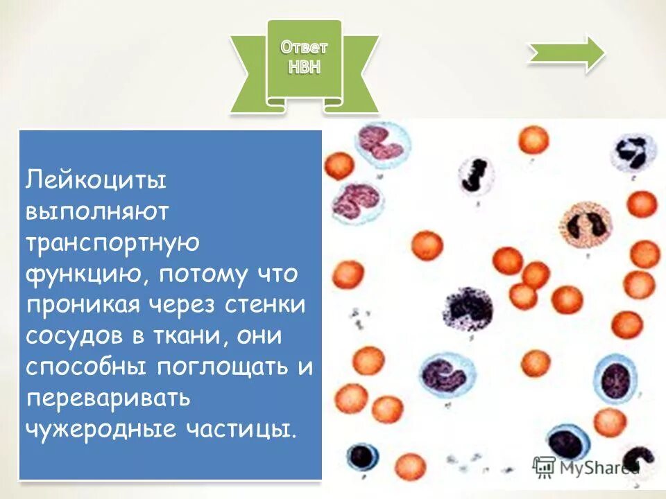 Функция лейкоцитов заключается. Лейкоциты выполняют функцию. Основные функции лейкоцитов. Лейкоциты функции функции. Функции различных видов лейкоцитов физиология.