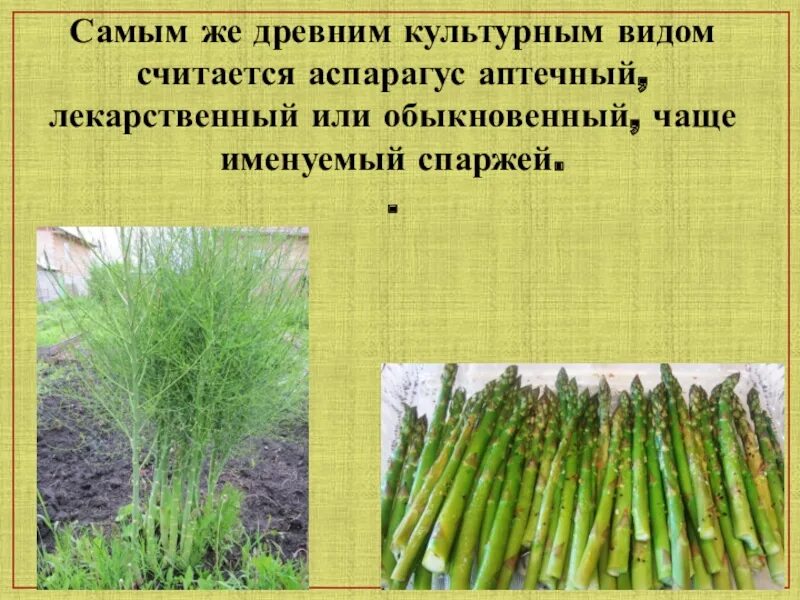 Аспарагус как размножаются. Аспарагус серповидный черенки. аспарагус размножение. аспарагус серповидный черенкование.