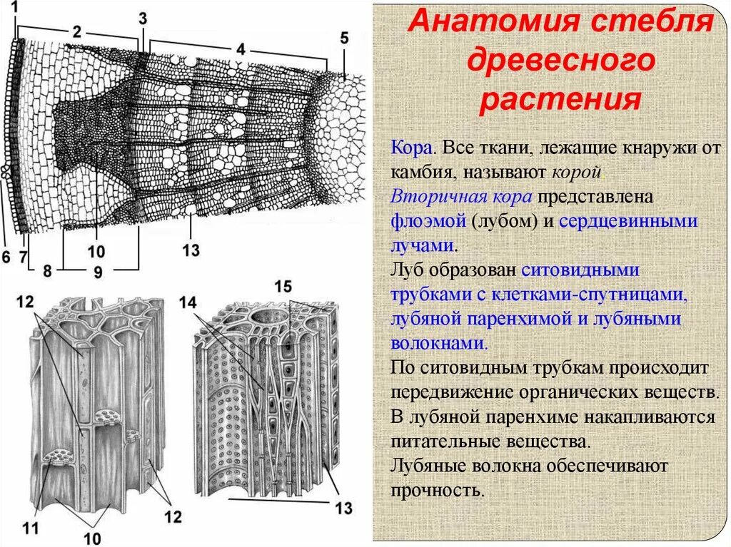 Ситовидные трубки луба. Ткани стебля древесного растения. Ткани в стебле древесного растения. Ситовидные трубки и лубяные волокна функции. Какую функцию выполняют сосуды у растений впр