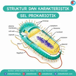 Struktur dan Karakteristik Sel Prokariotik - UtakAtikOtak.com