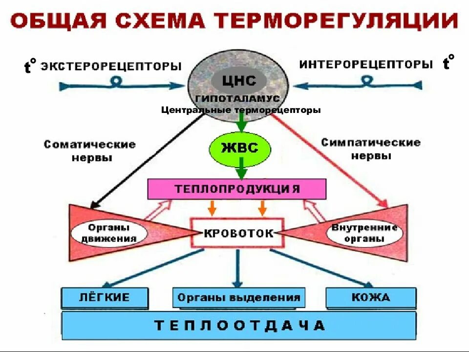 Схема терморегуляции человека. Терморегуляция организма схе. Механизм терморегуляции схема. Терморегуляция организма схема.