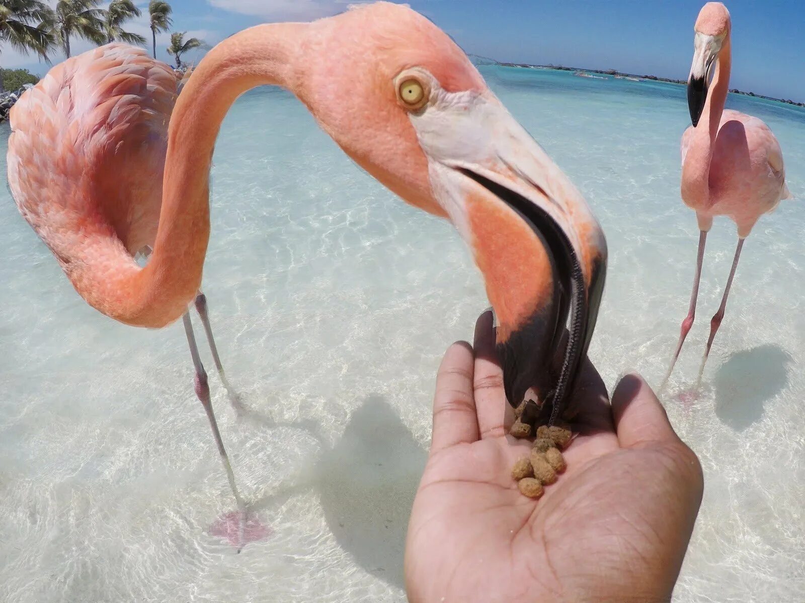 Кайо коко розовые фламинго. Кайо коко фламинго. Кайо коко куба фламинго. Кайо коко пляж фламинго. Кайо гильермо фламинго.