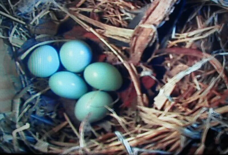 Яйца скворцов фото. Яйца Скворцов. Яйца скворца. Голубые яйца скворца. Скворец высиживает яйца.
