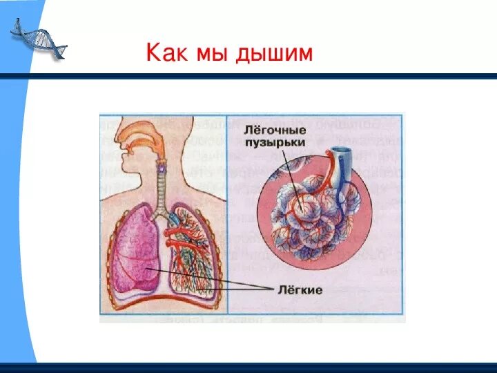 Как работает наш организм презентация. Как мы дышим. Как мы дышим для детей. Как работает наш организм 3 класс окружающий мир. Как мы дышим картинка.