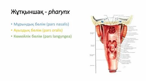 Желідегі зорлық-зомбылық порно комикстері
