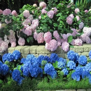Клумбы с гортензиями фото