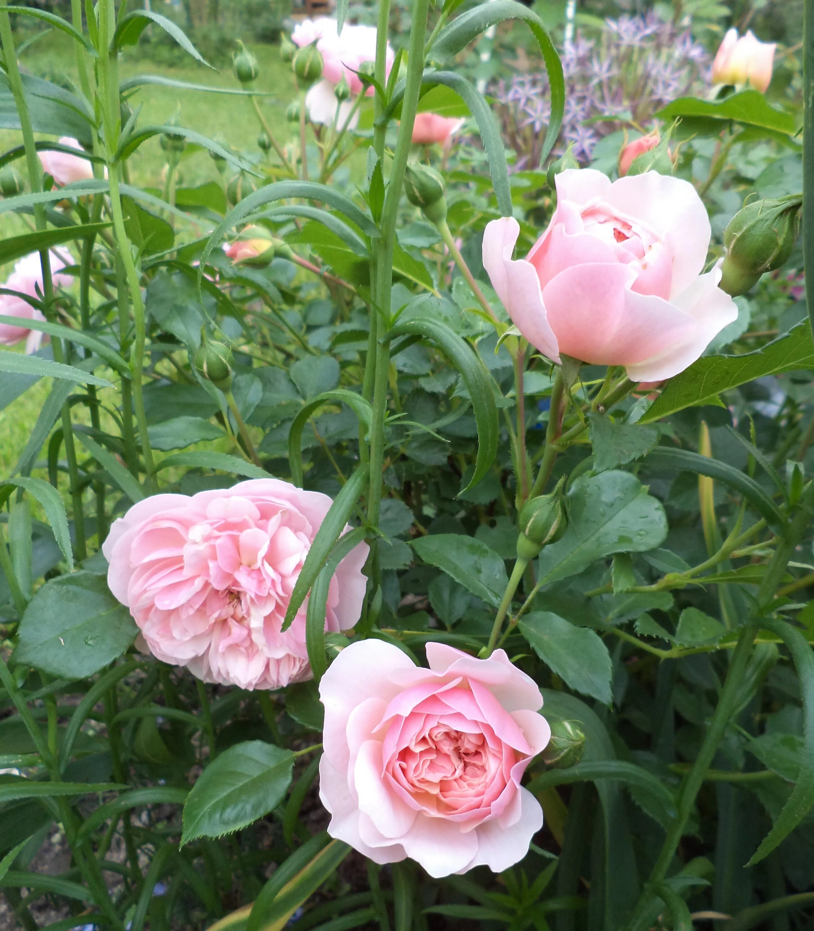 роза эппл блоссом. роза денис чеховский сад. роза таня чеховский сад. роза казанова чеховский сад. чеховский сад сорта роз.