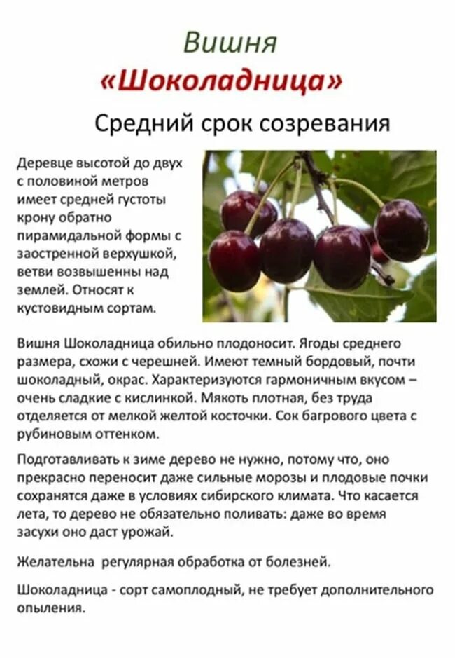 Вишня сорт Чернокорка. Вишня Шоколадница кустовая. Саженцы вишня Шоколадница. Черешня сорт Шоколадница.