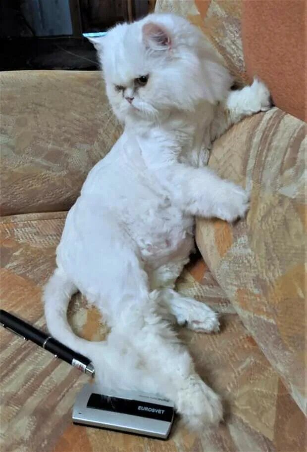 Как удалить колтуны у кошки. Персидский кот колтуны. колтуны на персидском коте. колтуны у шотландской кошки.