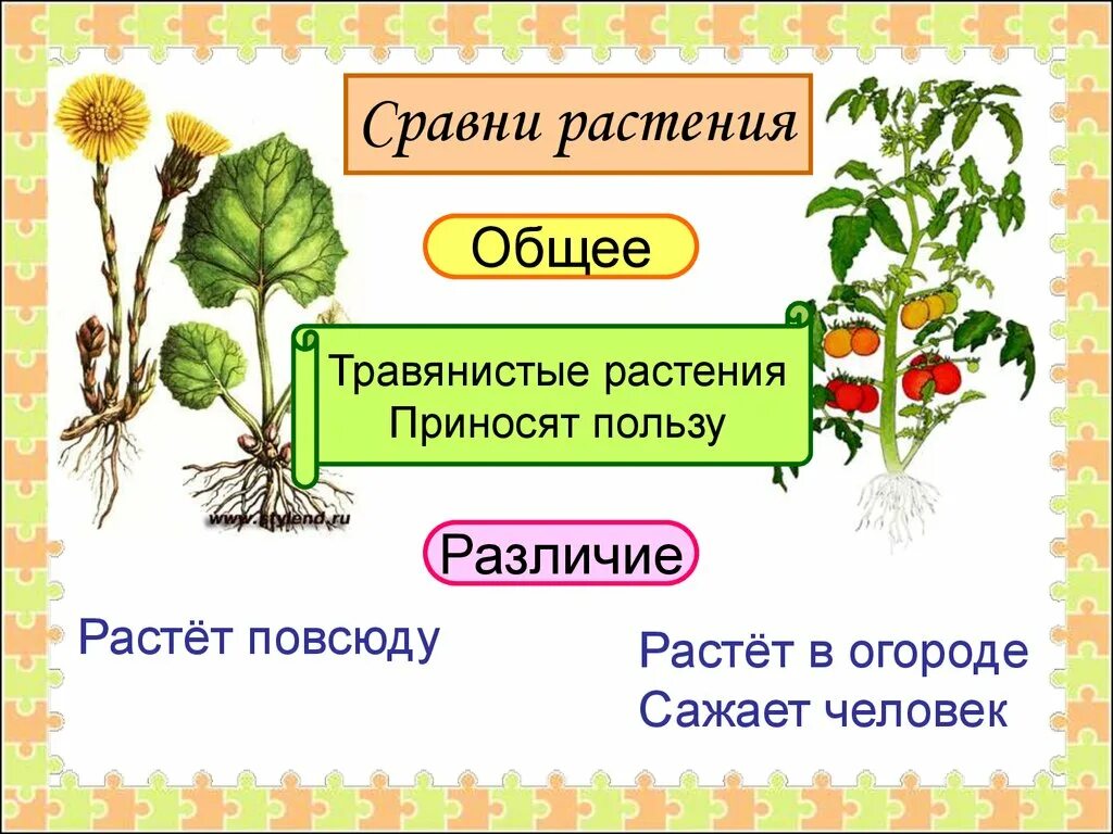 Дикорастущие растения проект 2 класс Окружающий мир "Дикорастущие и культурные растения." 2 класс
