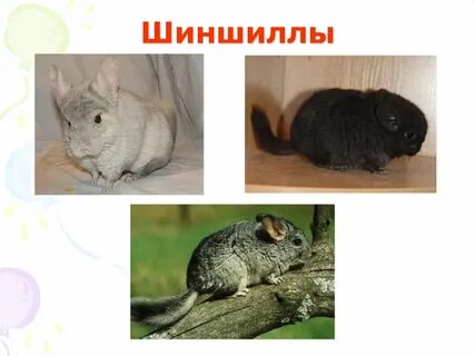 Какие животные животные углы