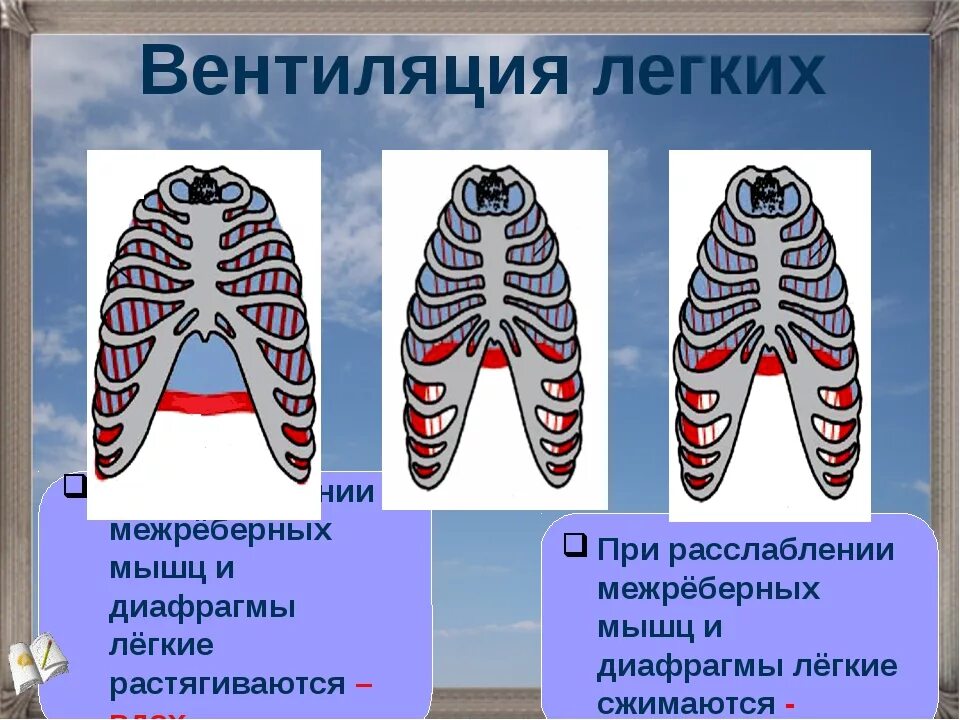 Расслабление межреберных мышц и диафрагмы. Наружные межреберные мышцы при вдохе и выдохе. При вдохе и выдохе диафрагма и межреберные мышцы. Сокращения межреберных мышц и диафрагмы при вдохе.