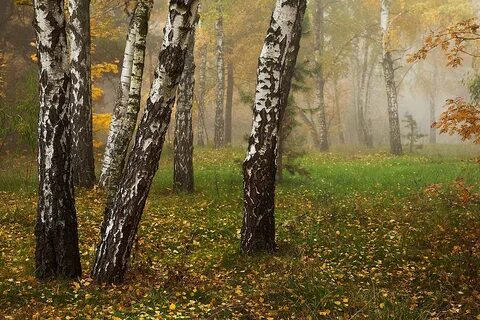 Березовая роща в сентябре