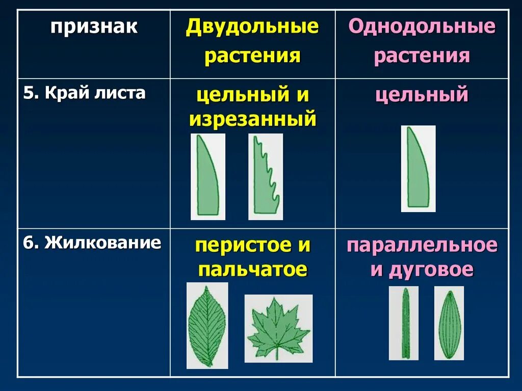 Жилкование у однодольных растений. Тип жилкования листьев у однодольных. Сетчатое жилкование листьев Однодольные. Жилкование листа у однодольных растений.