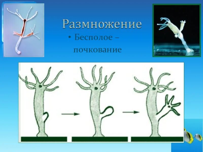 Почкование это пример какого размножения Подготовка и представление публичного выступления в виде презентации биология,