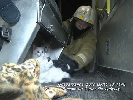 Кот спас жизнь