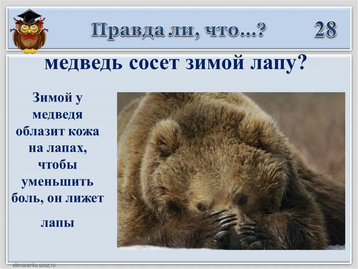 Всю зиму медведь ответ. Медведь сосущий лапу. лапа медведя зимой. медвежонок сосущий лапу. медведь лижет лапу.