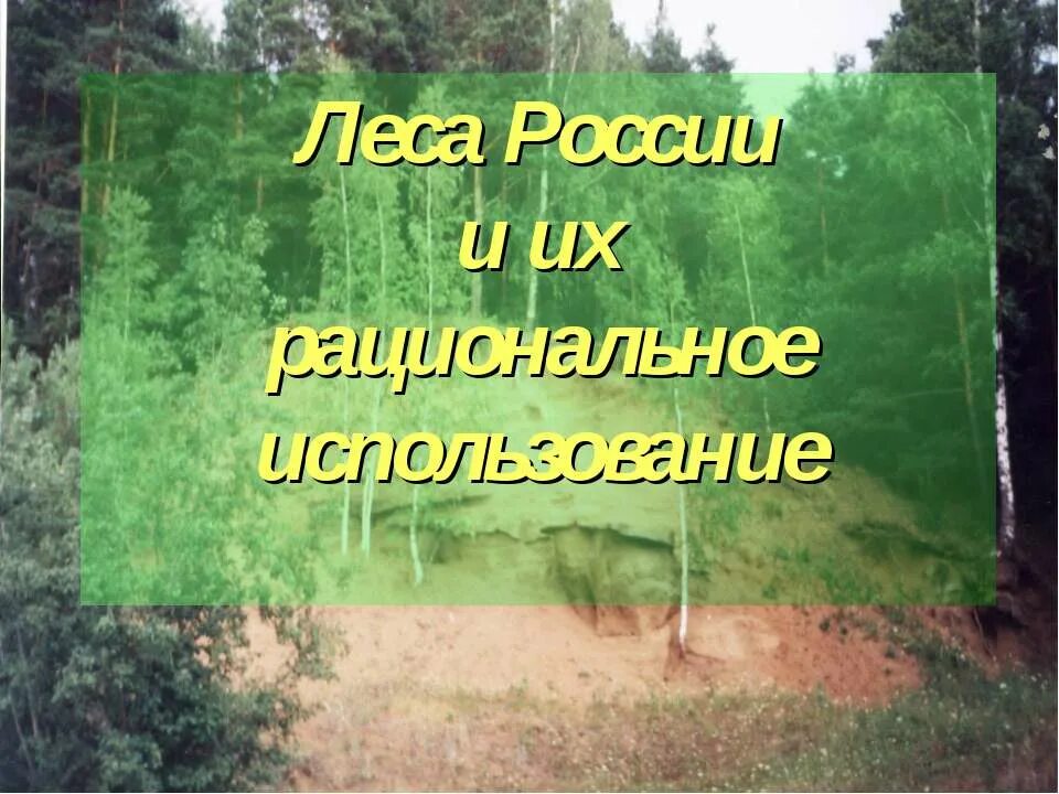 Рациональное использование леса. Меры по рациональному использованию древесины. Охрана и рациональное использование лесов. Проблемы использования древесины. Рациональное использование леса.