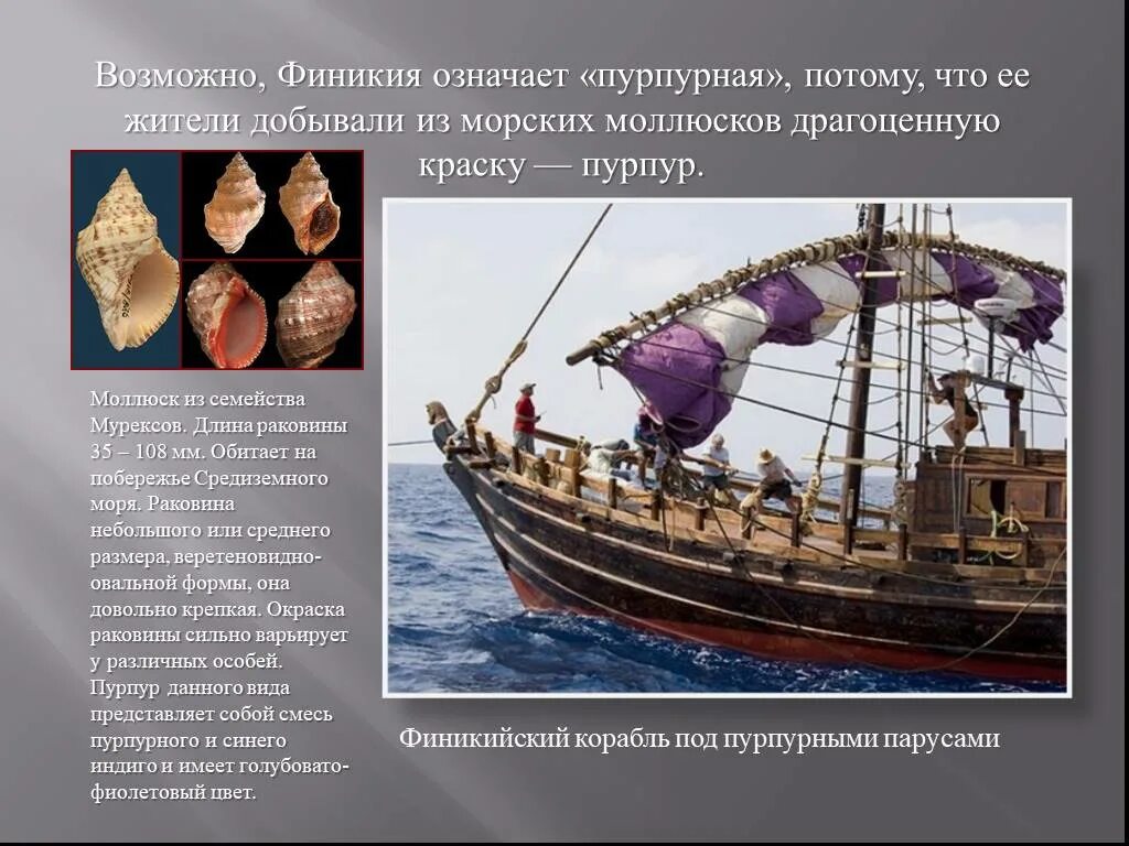 Пурпур значение слова. Финикийцы торговцы и морские разбойники. моллюск мурекс финикия. финикийский пурпур моллюски. финикия изобретение пурпур.
