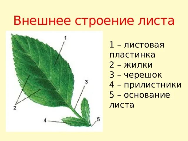 Контрольная лист 6 класс биология. Черешок жилка и листовая пластинка. Прилистник черешок основание листа. Черешок прилистники листовая пластинка. Листовая пластинка черешок прилистники основание.