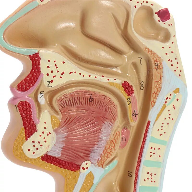 Дыхательная система человека носоглотка. Анатомия носа и носоглотки. Анатомия лор органов аденоиды. Носоглотка строение 8 класс. Глоточная миндалина аденоиды.