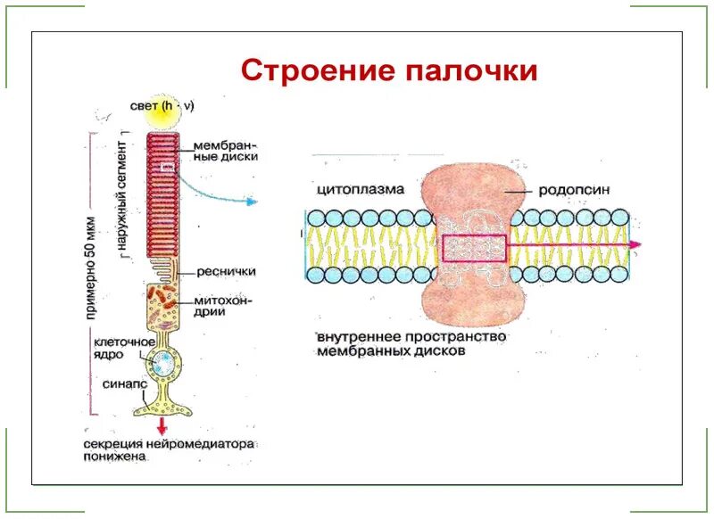 Палочки и колбочки сетчатки глаза строение. Строение палочек и колбочек. Строение глаза колбочки и палочки. Палочки и колбочки стро. Сетчатка родопсин палочка