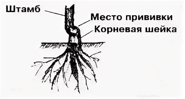 Саженец яблони дички. Шейка саженцев яблони. Корневая шейка саженца груши. Шейка саженцев яблони. Посадка роз корневая шейка.