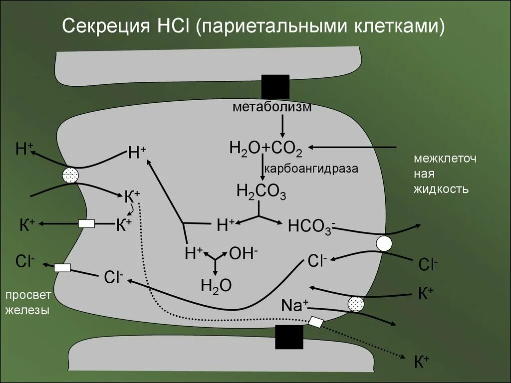 Энергетический обмен клетки тест. Секреция HCL париетальной клеткой. Секреция HCL. Секреция HCL В желудке. Карбоангидраза цинк.