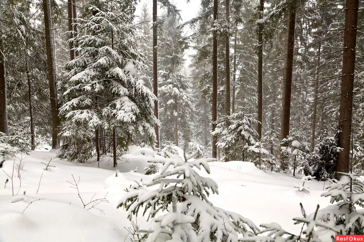 снегопад в лесу. падает на лес пушистый снег. зимний лес. снегопад. падает на лес пушистый снег.