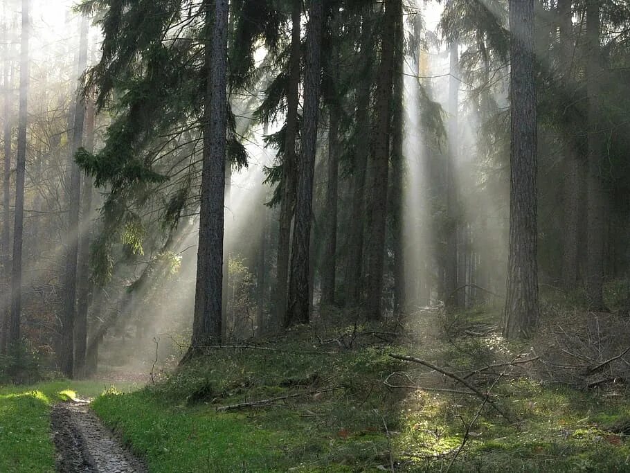 Туманное утро в хвойном лесу. Лес в тумане и освященный солнцем. Хвойный лес утром. Красивые места туман деревья. Новый свет лесной