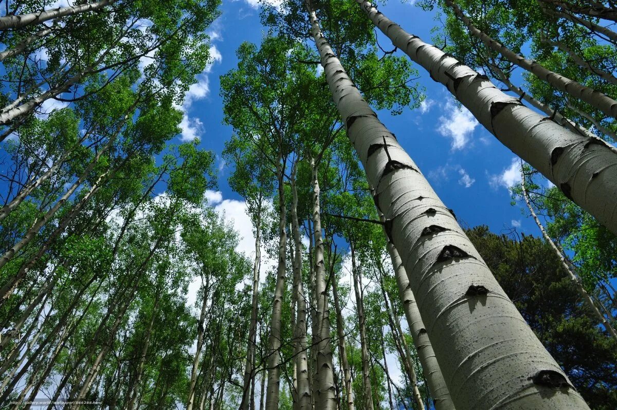 Береза жизнь дерева. Осина обыкновенная (Populus tremula). Осина Сибирская. Тополь дрожащий осина. Тополь дрожащий осина дерево.