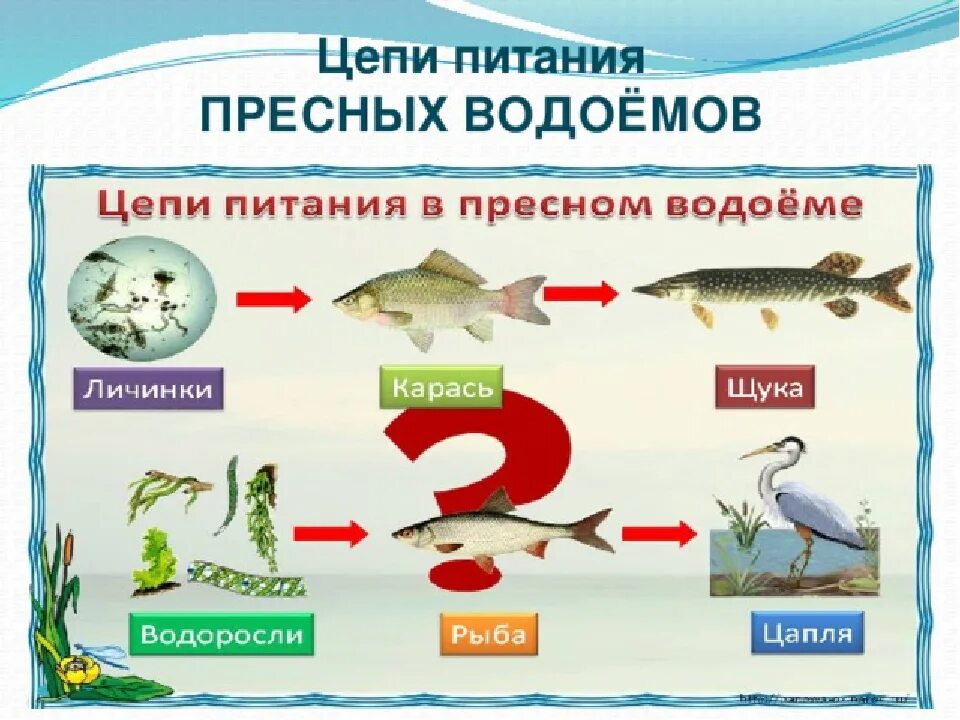 Цепь питания водоема 3 класс окружающий мир. Цепьпитанияпресного аодоема. Цепь питания пресноводного водоема. Цепь питания пресного водоема. Составить пищевую цепь водоема