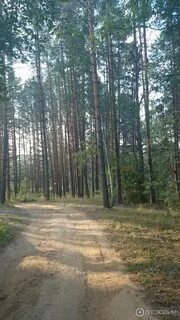 Сосновый пенза