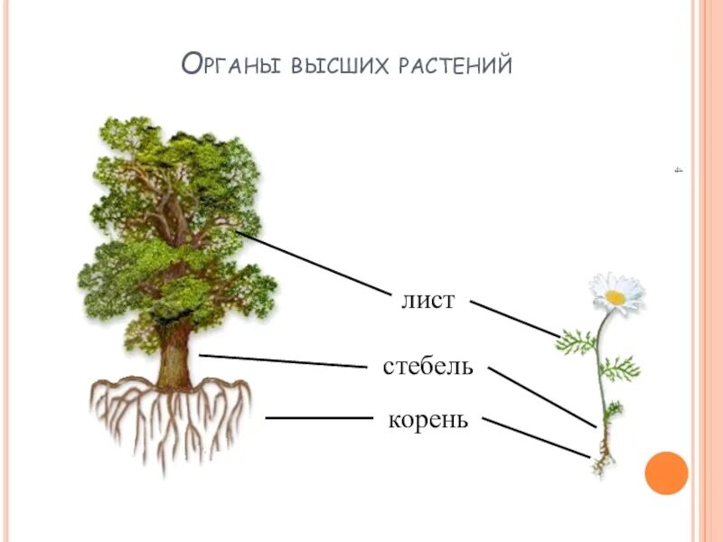 Строение высших растений. Строение высшего растения. Высшее растение. Высшие растения строение. Высшие растения примеры названия