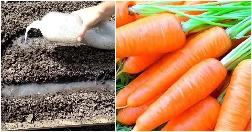 Можно ли перед посадкой моркови. Морковь на грядке. Семена моркови на грядке. Посев моркови. Морковь без прореживания.