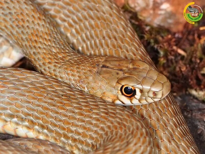 Желтобрюхий полоз (Dolichophis caspius). Полоз змея желтобрюхий. Сентлюсийский полоз. Каспийский полоз ареаллтобрюхий.