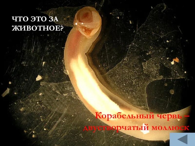 Морской червь моллюск. Корабельный червь Тередо. Корабельный червь это двустворчатый моллюск. Корабельный червь моллюск. Корабельный червь двустворчатые.