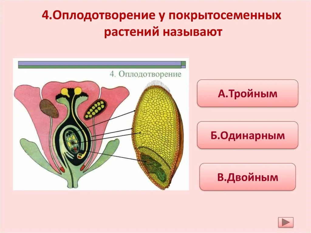 Покрытосеменные растения. Перечисли Покрытосеменные растения. Классы покрытосеменных растений. Как выглядят Покрытосеменные растения.